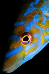 Cuckoo Wrasse, labrus mixtus, Plymouth, English Channel, UK. by Jim Garland 